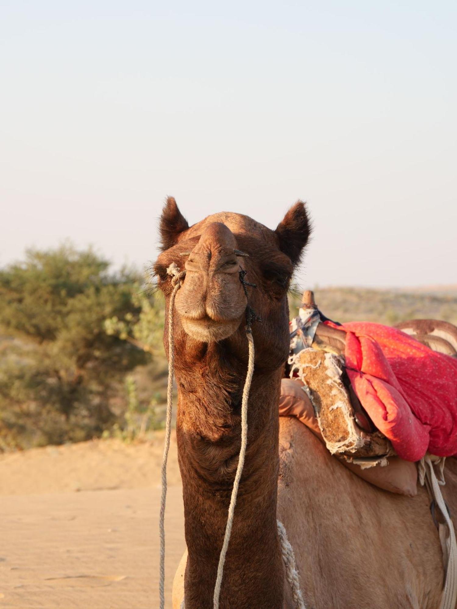 Ideal Guest House Jaisalmer Eksteriør bilde